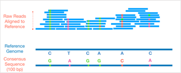 ConsensusGenome_SNP_schematic.png